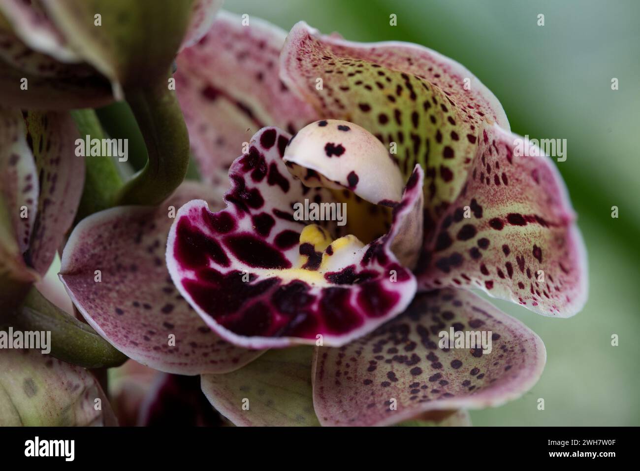 A purple spotted moth orchid flower at Kew Gardens Orchid Festival 2024 Stock Photo