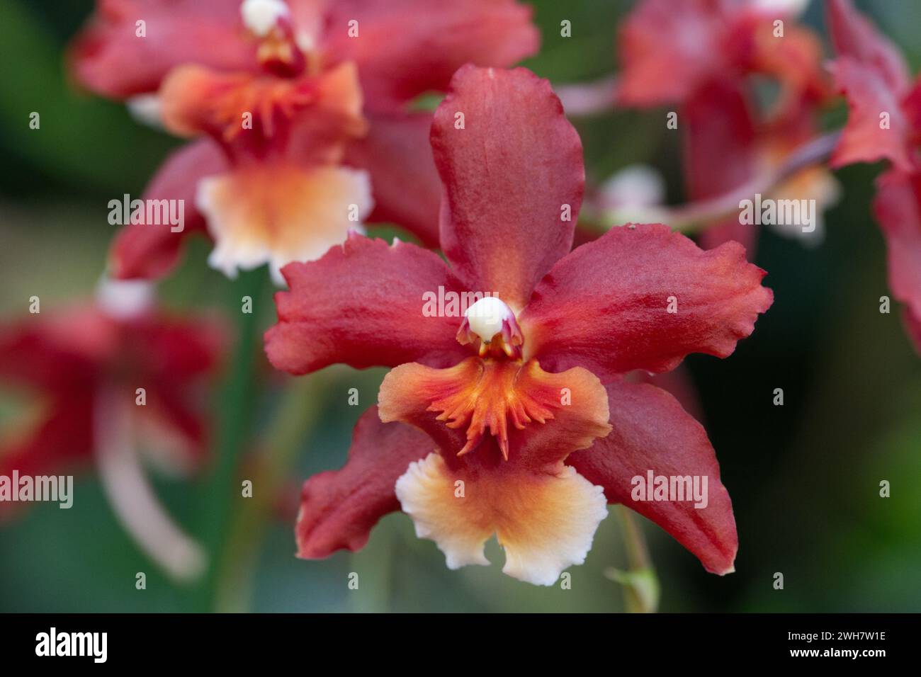 An Onc orchid at Kew Gardens Orchid Festival 2024 Stock Photo