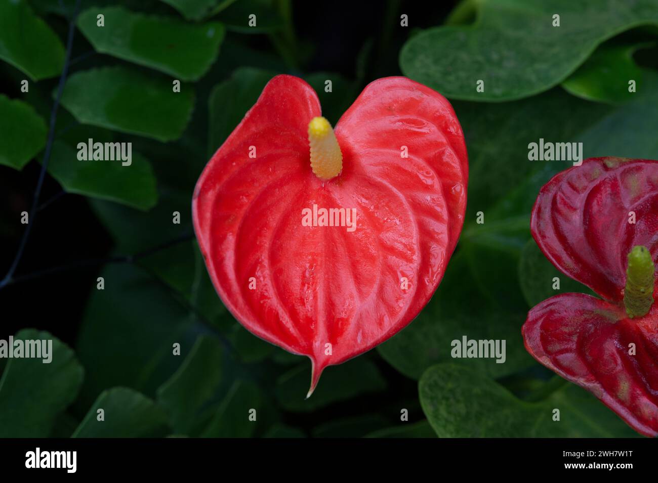A heart-shaped flamingo flower Stock Photo