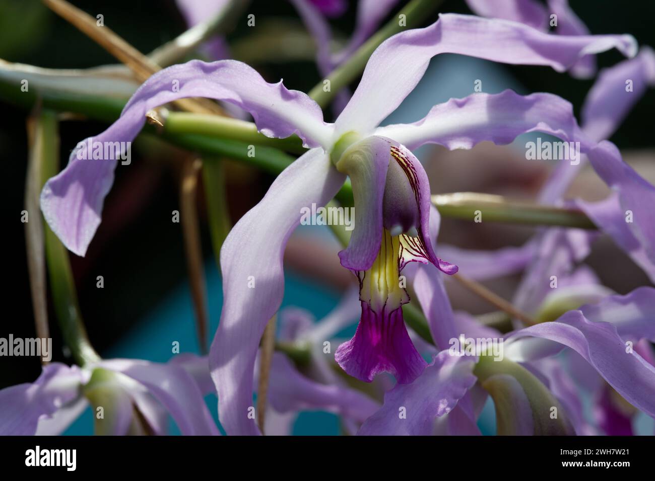 Laelia orchid at Kew Gardens Orchid Festival 2024 Stock Photo