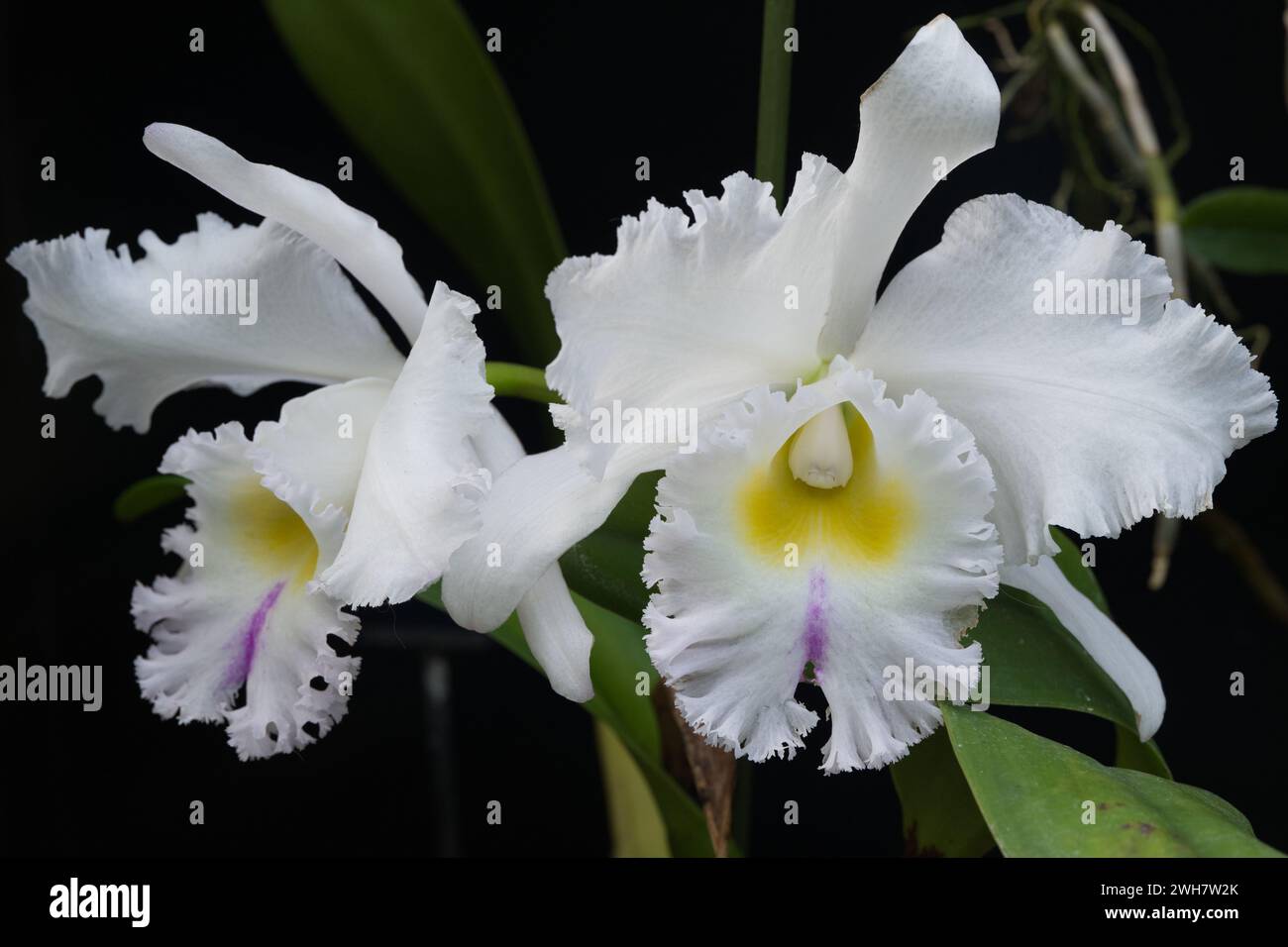 Two white christmas orchid flowers at Kew Gardens Orchid Festival 2024 Stock Photo