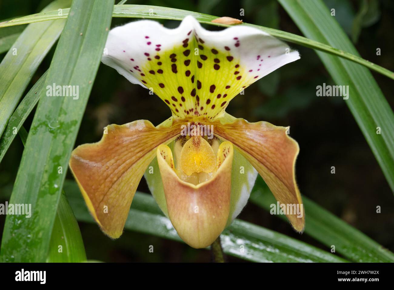 A Venus slipper orchid at Kew Gardens Orchid Festival 2024 Stock Photo