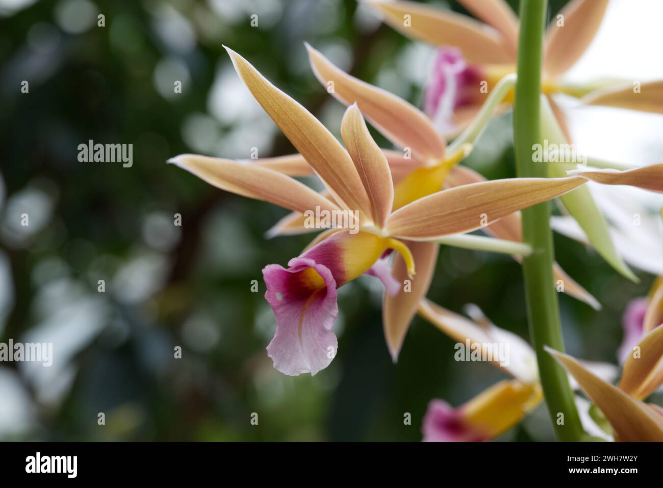 A swamp orchid flower at Kew Gardens Orchid Festival 2024 Stock Photo