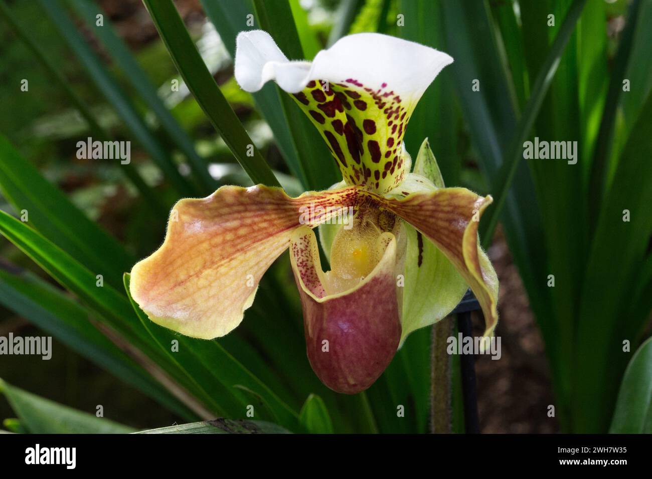 A Venus slipper orchid at Kew Gardens Orchid Festival 2024 Stock Photo