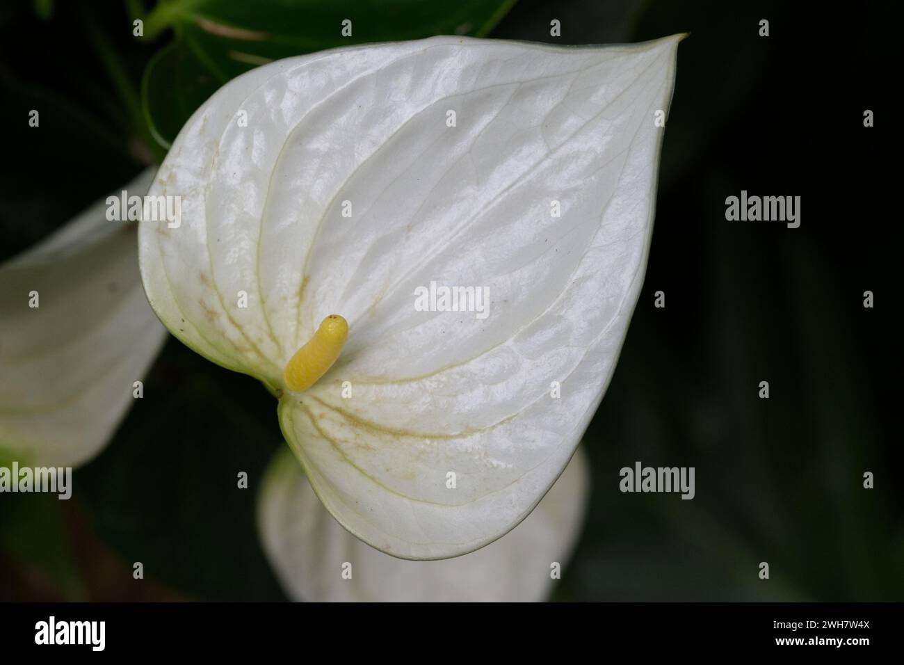 A white Flamingo-lily flower Stock Photo