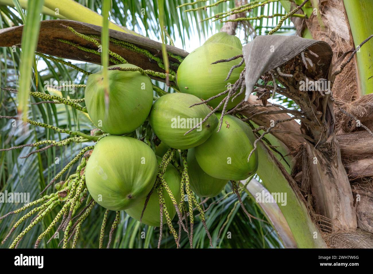 Fresh coconuts growing in the Mekong Delta, Vietnam Stock Photo