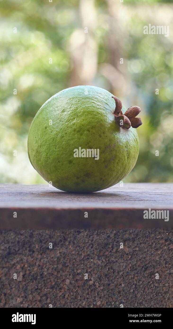 guava isolated on blurry garden background, oval shaped common tropical and nutrient-rich fruit that is high in vitamin c, fiber and antioxidants Stock Photo