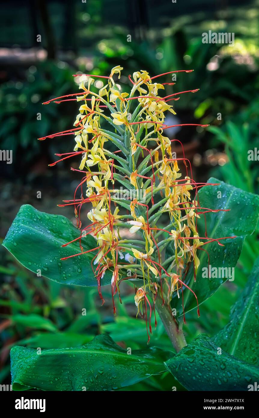 Kahili ginger (Hedychium gardnerianum), Zingiberaceae. Rhizomatous perennial herb. Ornamental plant. Yellow flower. Stock Photo