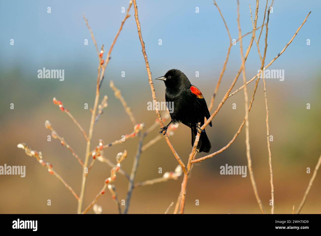 Red winged blackbird, Iona Beach Regional Park, Richmond, British Columbia, Canada Stock Photo