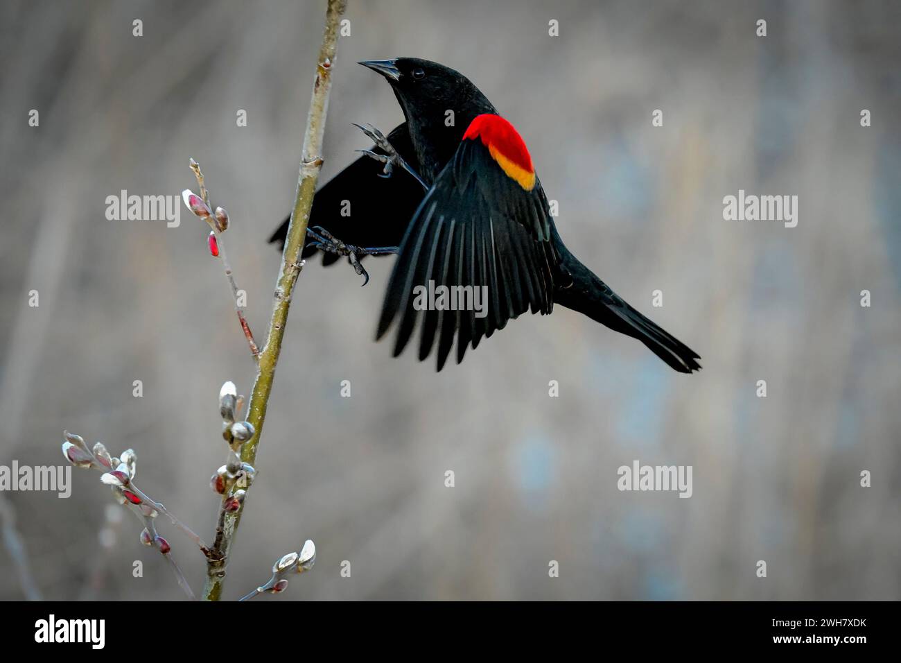 Red winged blackbird, Iona Beach Regional Park, Richmond, British Columbia, Canada Stock Photo