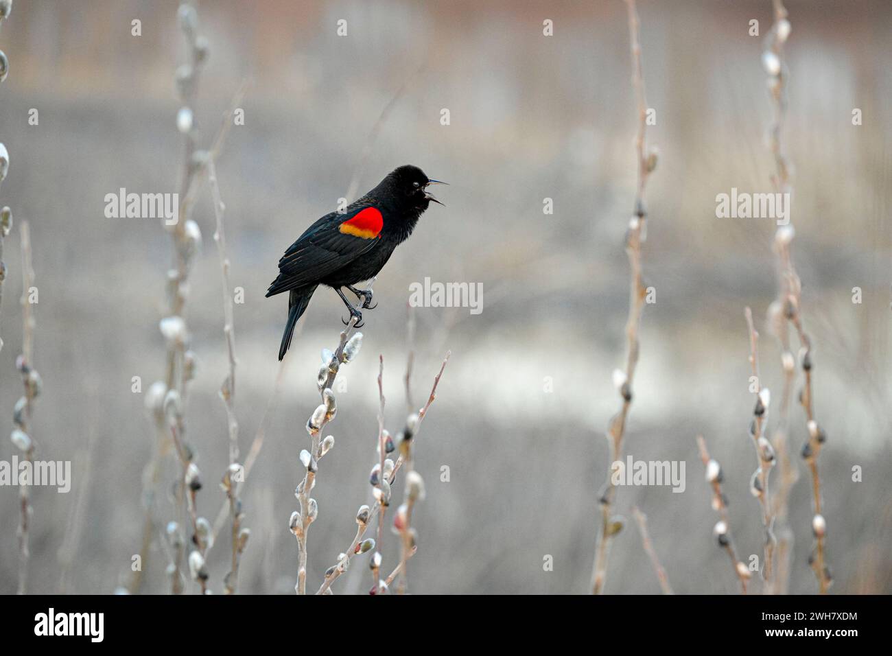 Red winged blackbird, Iona Beach Regional Park, Richmond, British Columbia, Canada Stock Photo