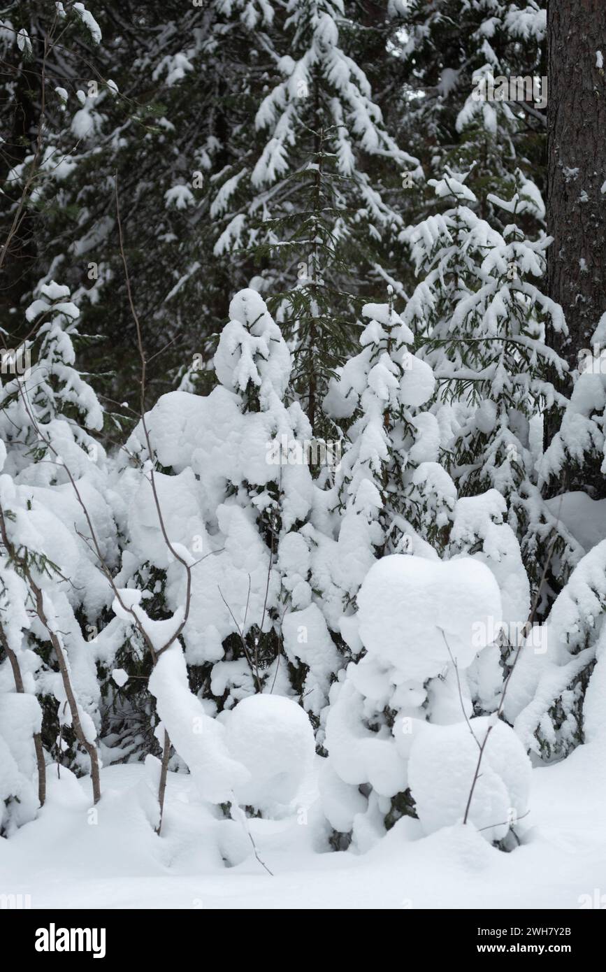 Winter snow-covered forest, with huge snow caps on firs and pines Stock Photo