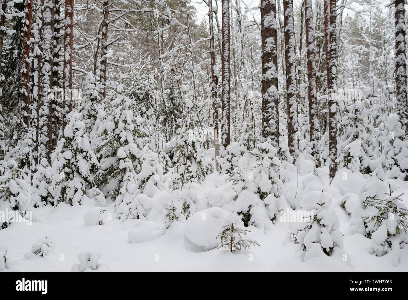 Winter snow-covered forest, with huge snow caps on firs and pines Stock Photo