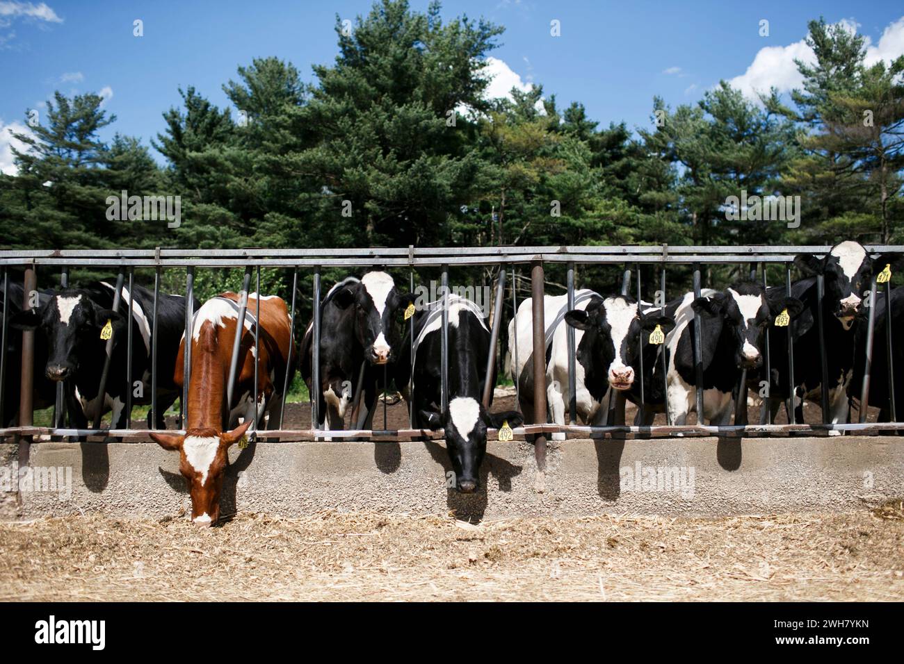A herd of dairy cattle line up in a rack feeder to eat on working dairy farm in Massachusetts, USA. Stock Photo