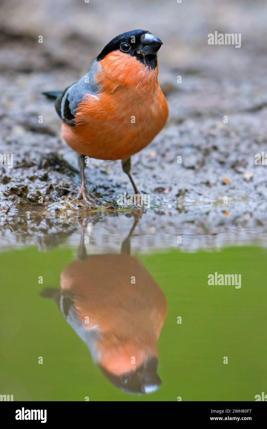 Finch Drinking Water From Forest Hi res Stock Photography And Images finch-drinking-water-from-forest-hi-res-stock-photography-and-images