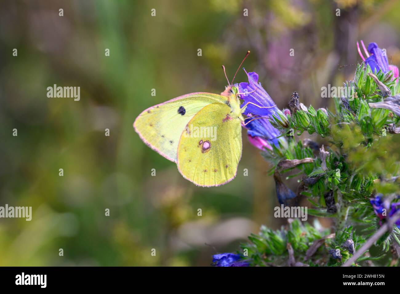 Golden Eight - Colias Hyale Sucks Nectar From A Flower Of The Common Natternkopf - Echium Vulgare Stock Photo