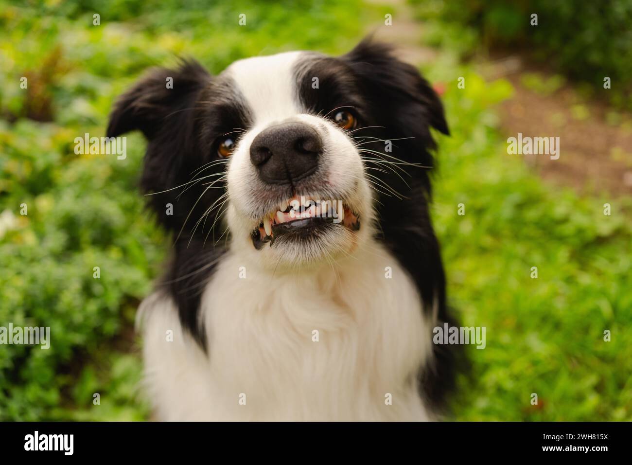Dangerous angry dog. Aggressive puppy dog border collie baring teeth fangs looking aggressive