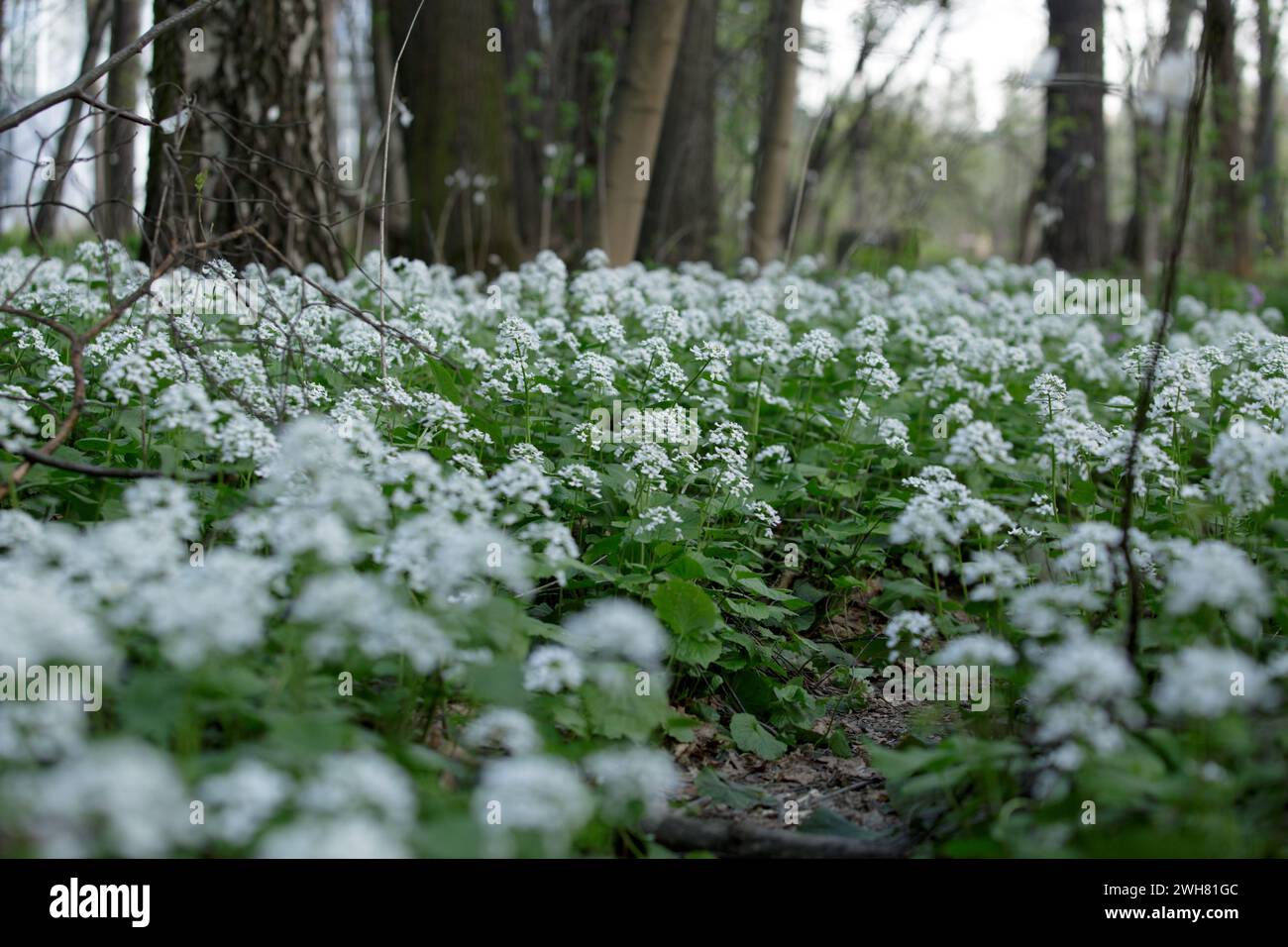 Arabis alpina, mountain rockcress or alpine rock cress. Arabis caucasica. White arabis caucasica flowers growing in the forest. Floral background. sel Stock Photo