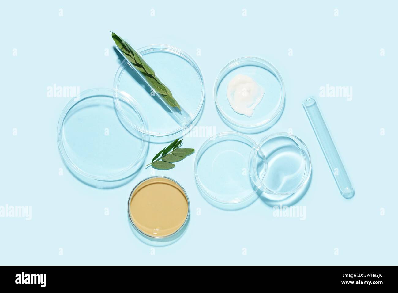 Petri dishes with sample, jar of cosmetic product and plant leaves on blue background Stock Photo