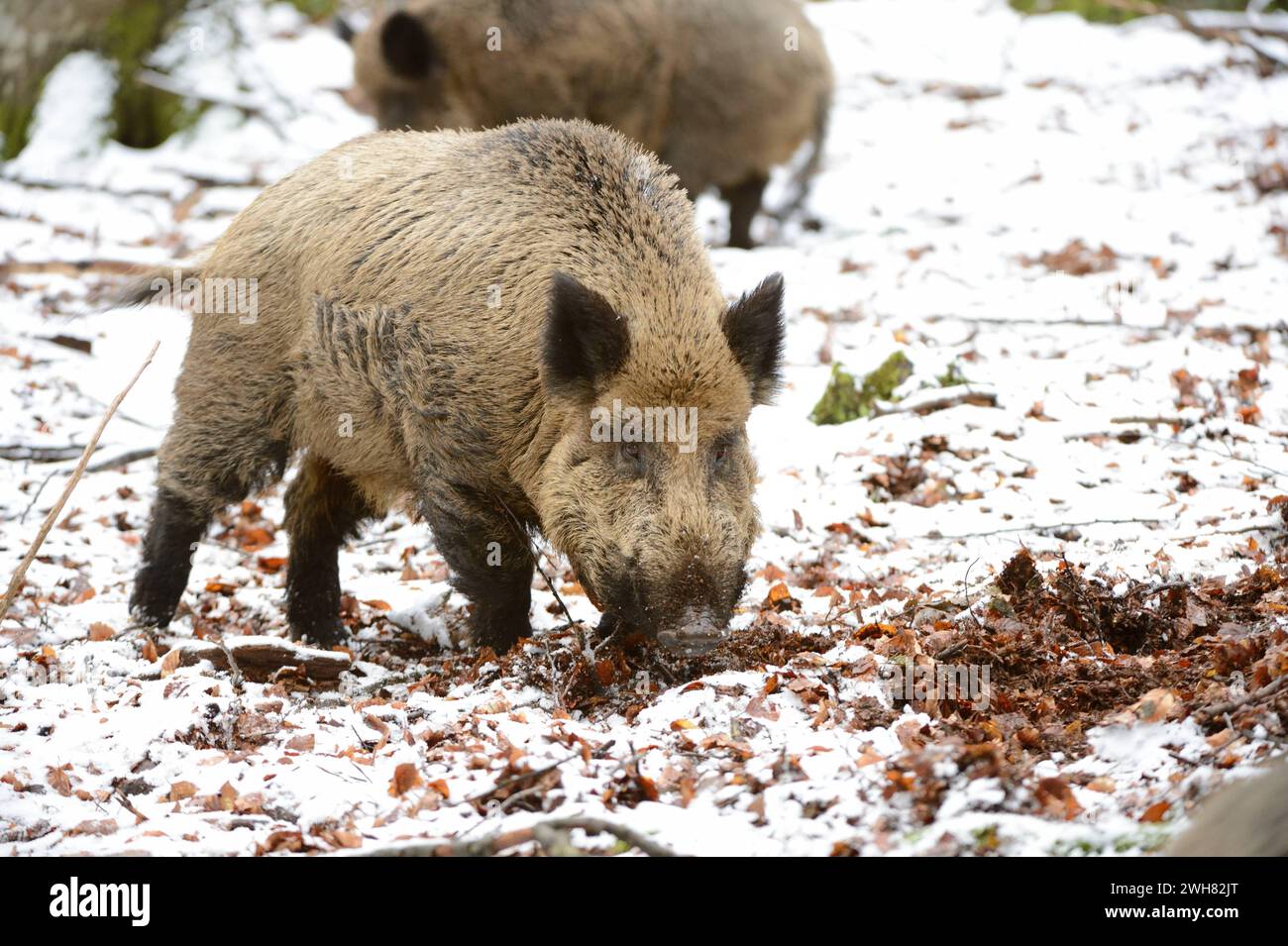 Widschwein Wildschweine im Winter Wildschweine ***