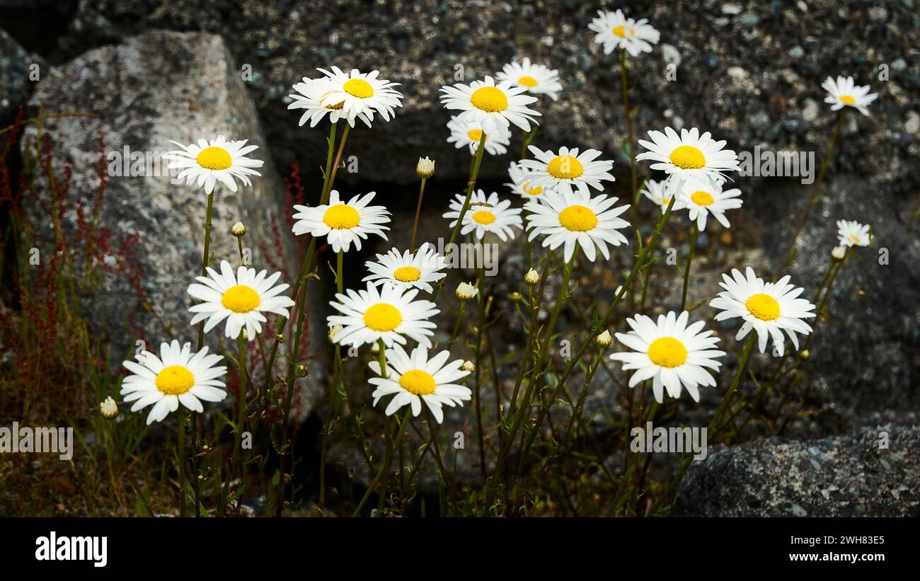 Wild white daisy flowers with bright yellow centers growing amongst the granite like rocks. Stock Photo