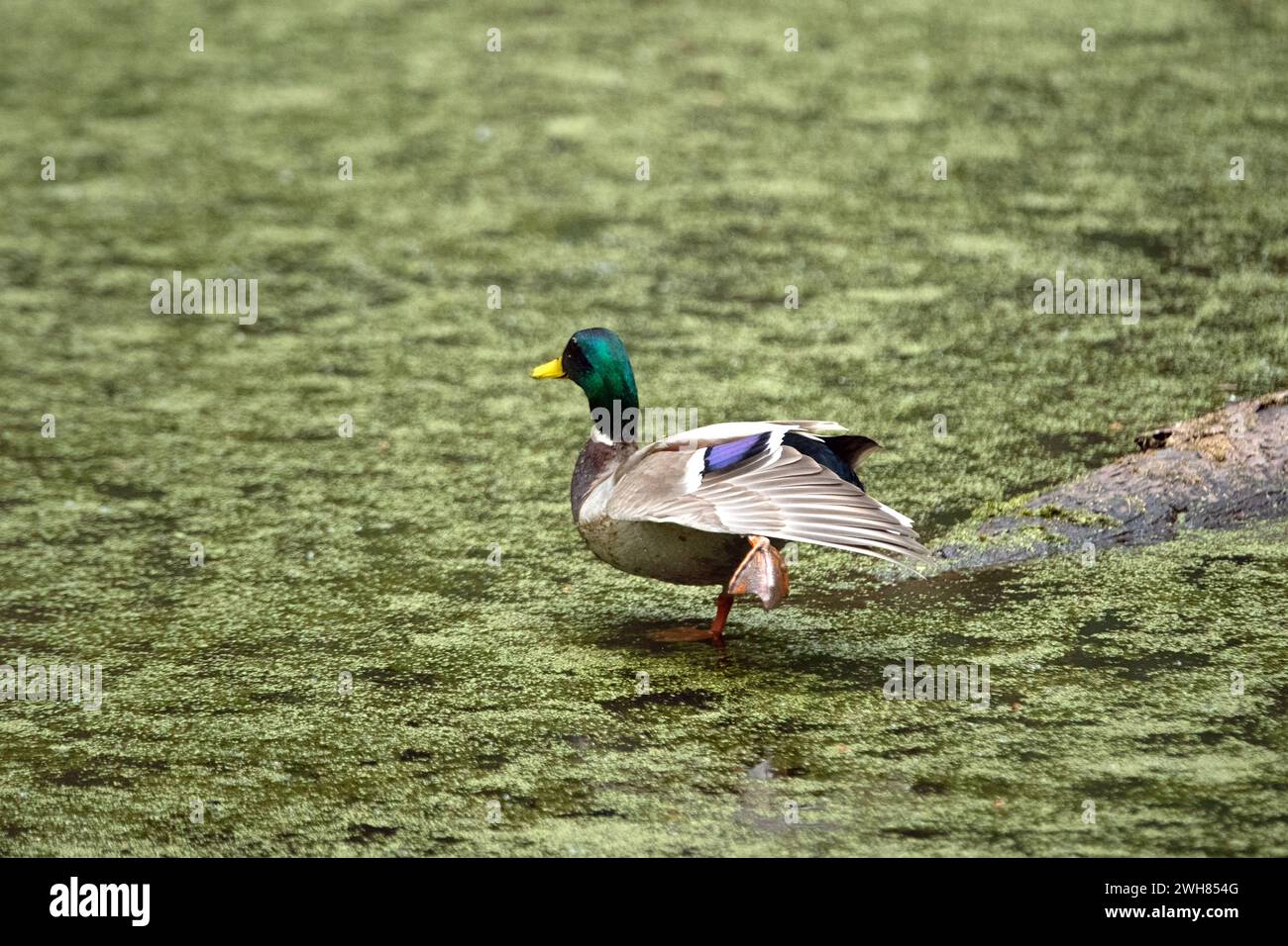 Stockentenerpel auf Weiher Erpel auf Waldteich Erpel auf Baumstamm im