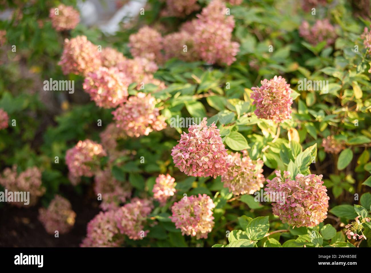 Fluffy hydrangeas hi-res stock photography and images - Alamy