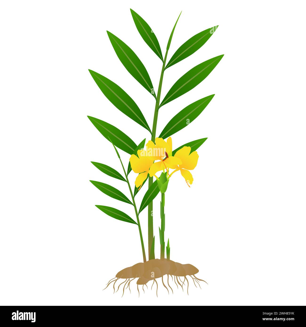 Zingiber officinale ginger plant with roots on a white background Stock