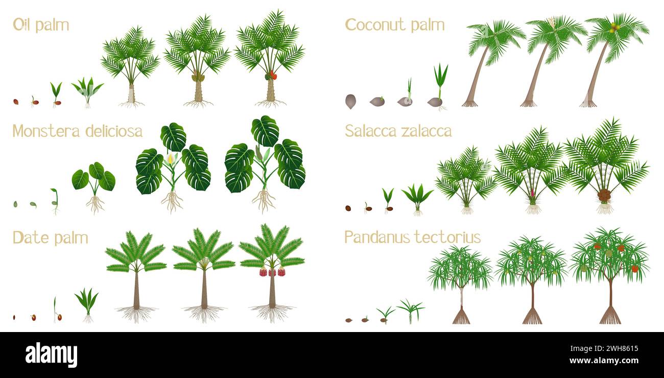 Set of growth cycles of palm trees on a white background. Stock Vector