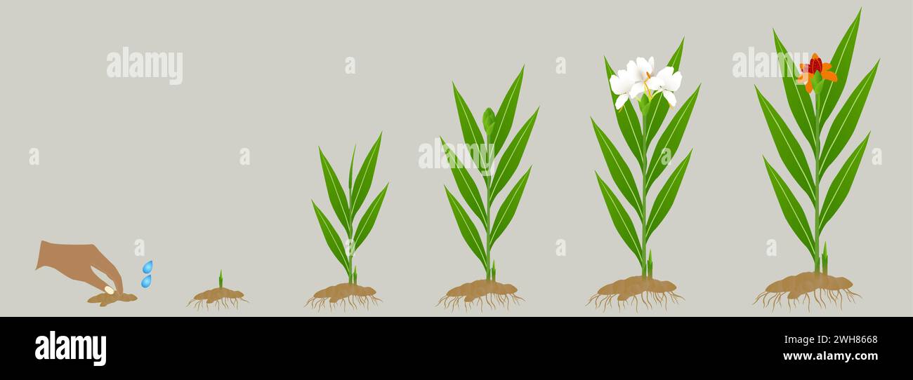 Cycle growth of hedychium coronarium ginger plant on a white background. Stock Vector