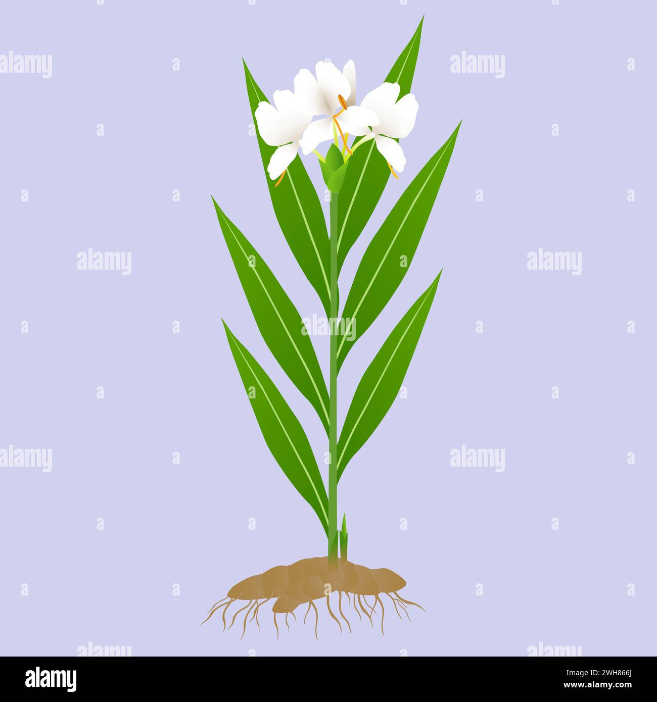 Hedychium coronarium ginger plant with roots on a purple background. Stock Vector