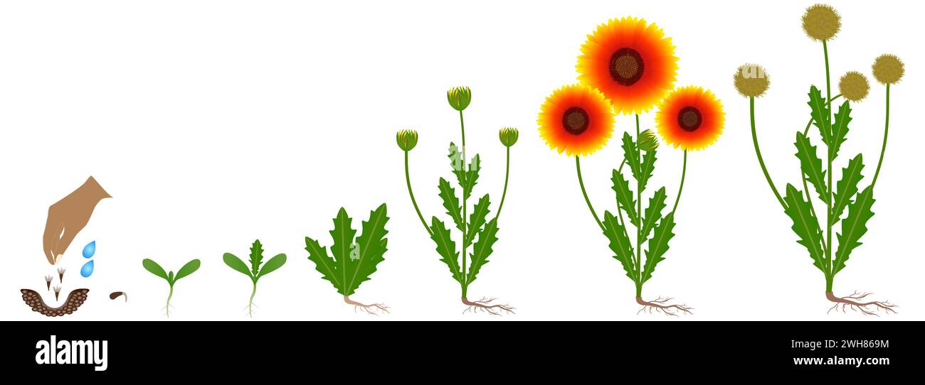 Cycle of growth of a gaillardia flowers isolated on a white. Stock Vector