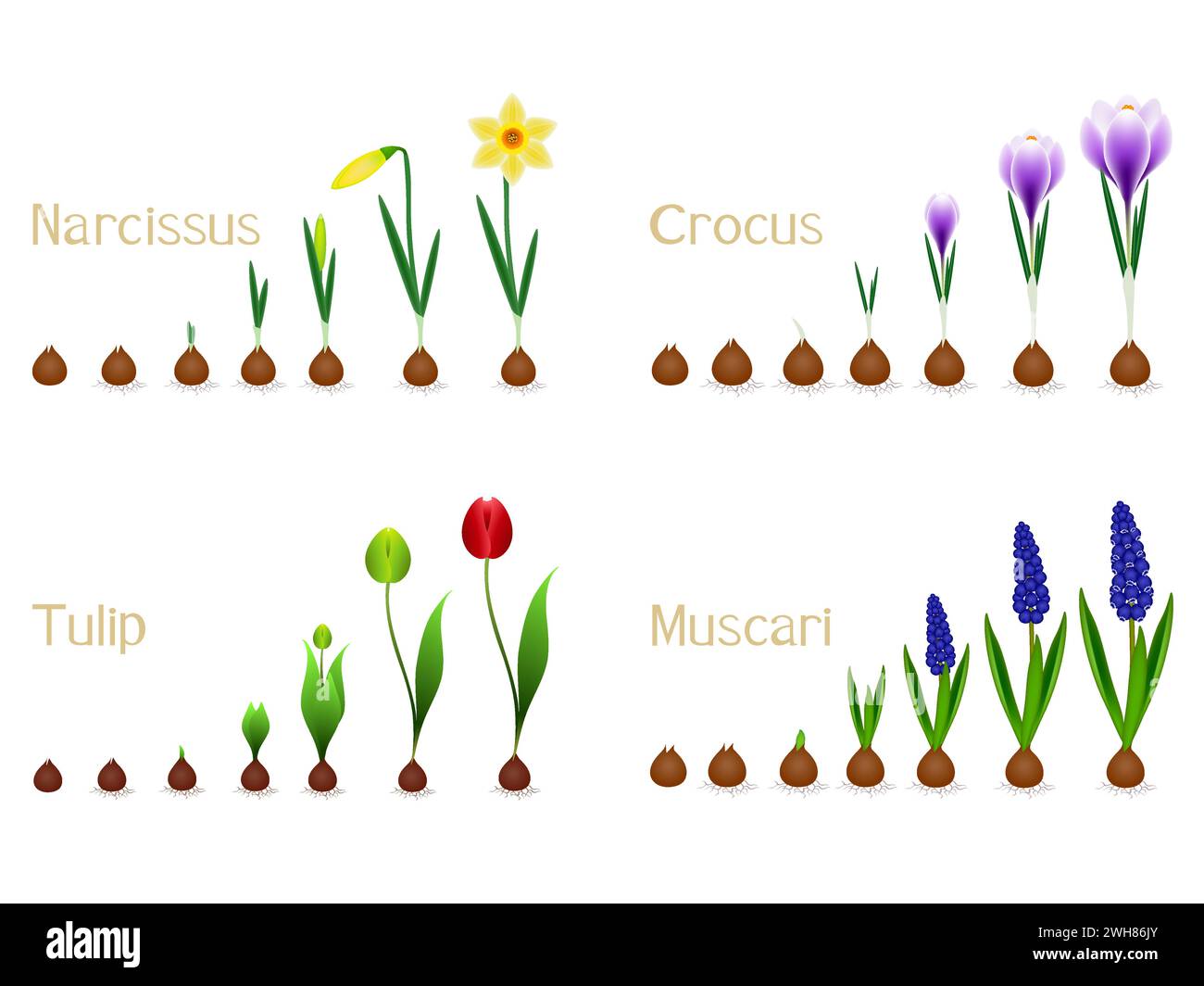 Set of growth cycles of spring flowers on a white background. Stock Vector