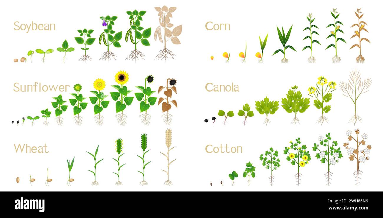 Set of agricultural crops isolated on a white background. Stock Vector