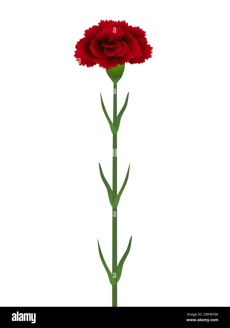 A dark red carnation flower isolated on white background Stock Vector ...