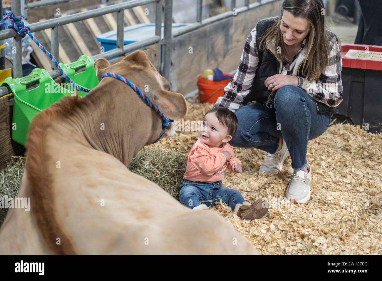 Harrisburg Pennsylvania – January 13, 2024:  Family meets a dairy cow at the Pennsylvania Farm Show Stock Photo