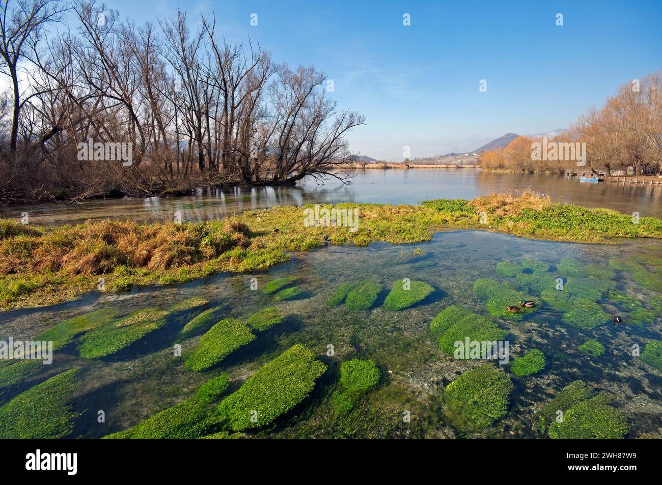 Waterfowls in nature reserve hi-res stock photography and images - Alamy