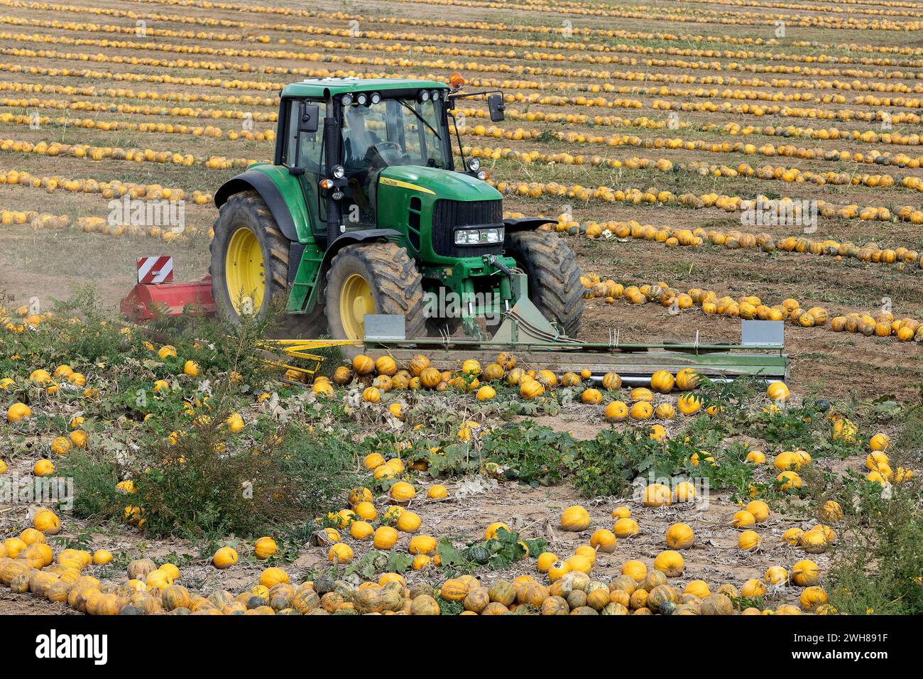 Oil Pumpkin Harvest Stock Photo