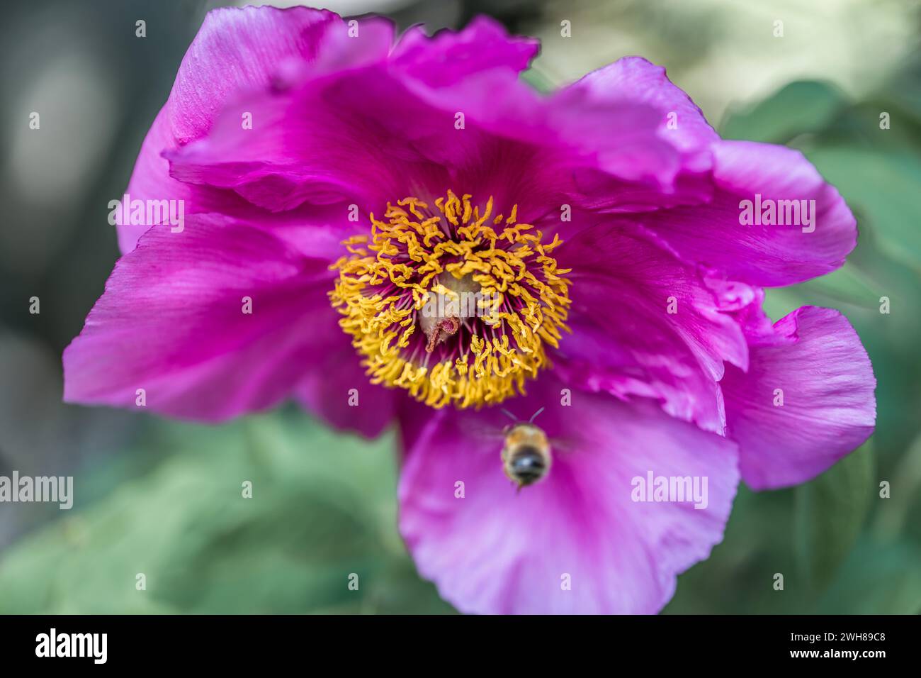 Close-up of a peony flower in a rock garden, Germany Stock Photo