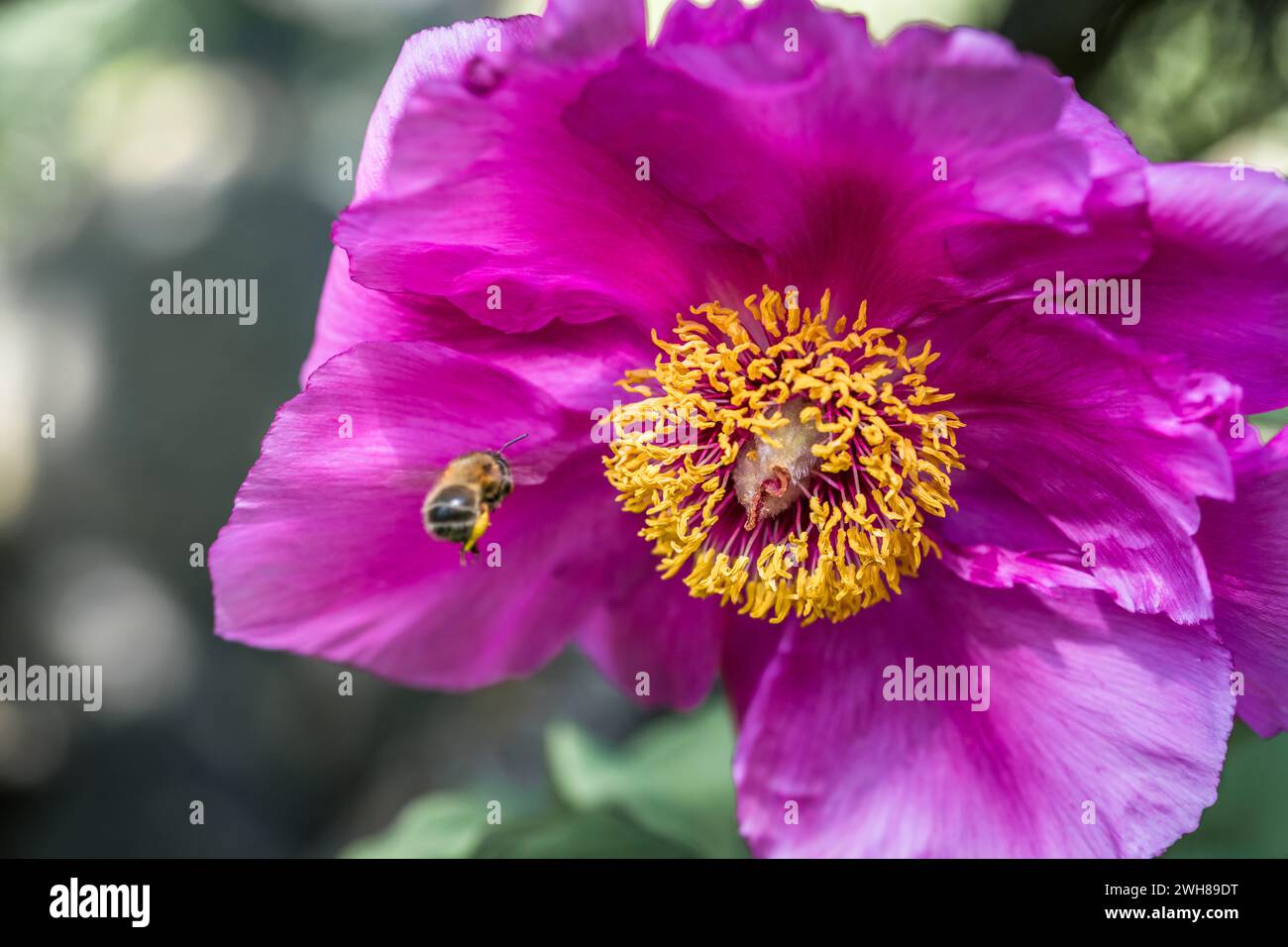 Close-up of a peony flower in a rock garden, Germany Stock Photo
