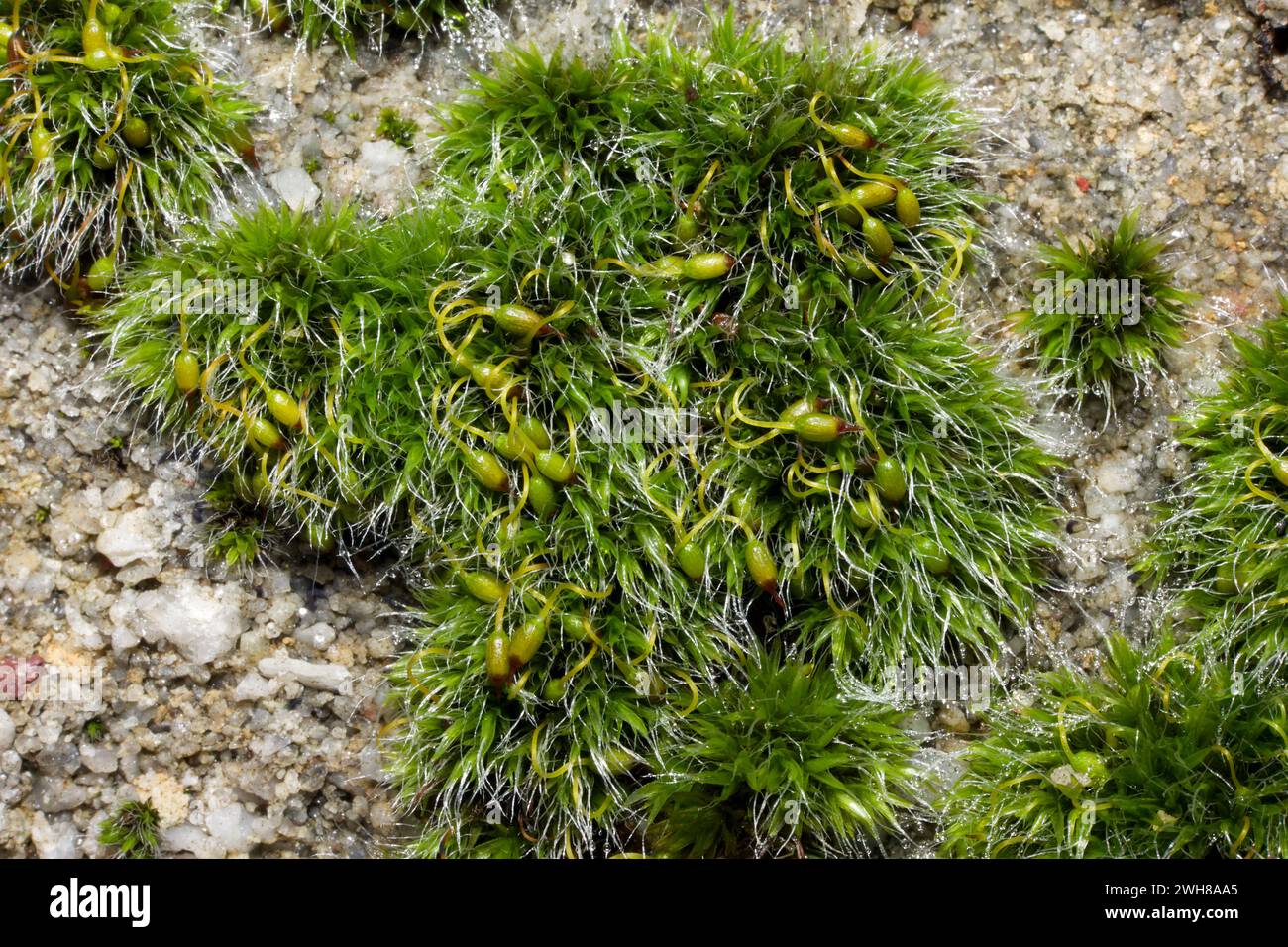 Grimmia trichophylla (Hair-pointed Grimmia) is predominantly an upland moss found exclusively on siliceous rock. It has a worldwide distribution. Stock Photo