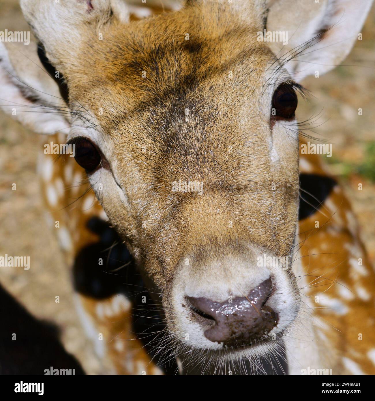 Close up head shot of a beautiful deer making direct eye contact with the photographer. Stock Photo