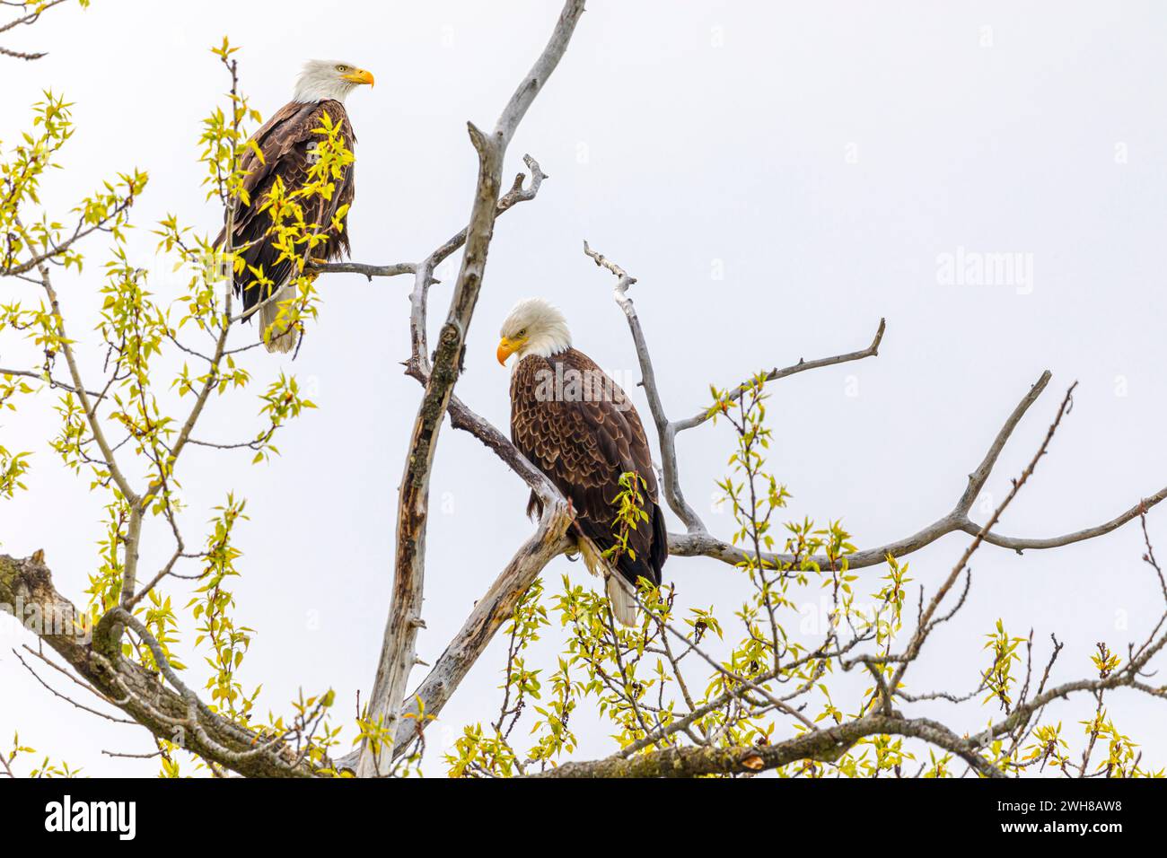 Two Bald Eagles perched in a tree Stock Photo