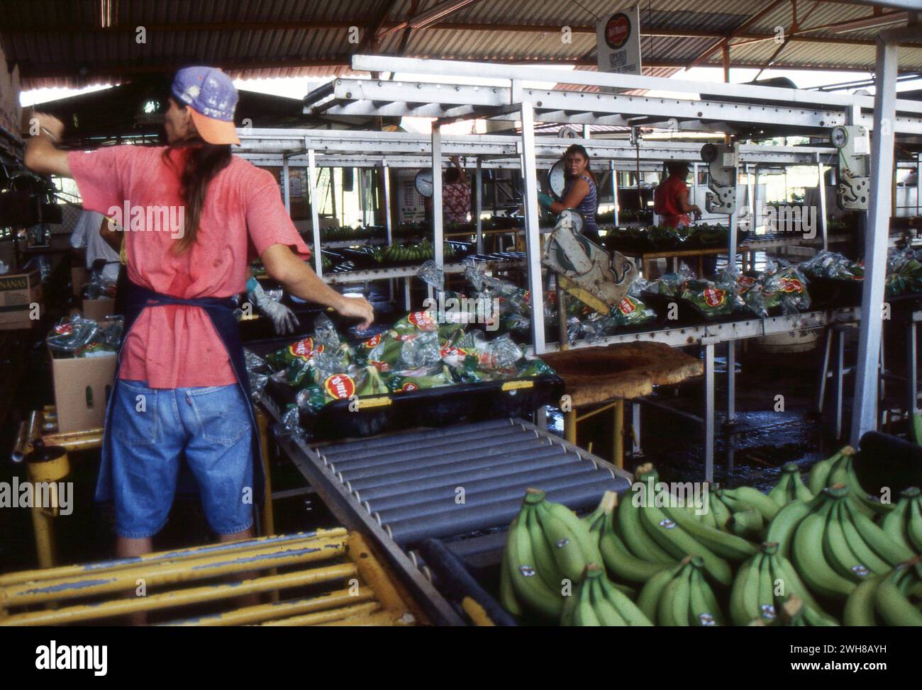 Costa Rica. 1997 Del Monte banana processing plant in Costa Rica