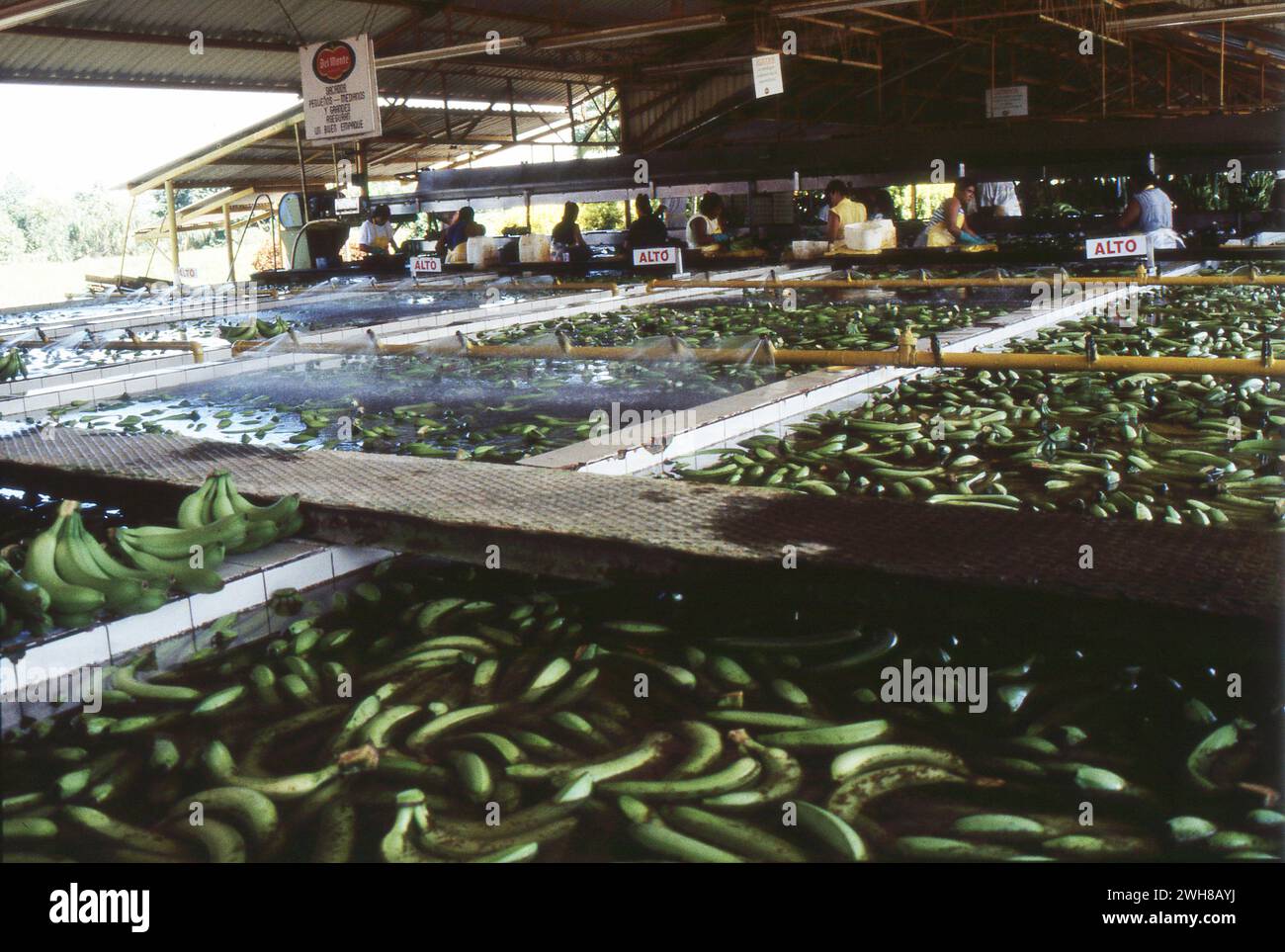 Costa Rica. 1997 Del Monte banana processing plant in Costa Rica