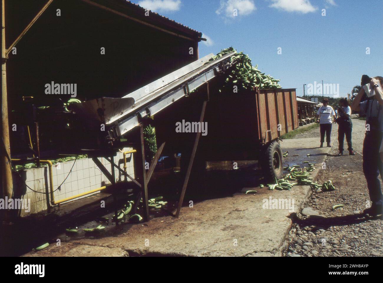 Costa Rica. 1997 Del Monte banana processing plant in Costa Rica