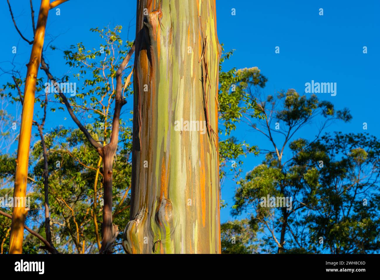 Rainbow Eucalyptus trees at Keahua Arboretum near Kapa'a, Kauai, Hawaii ...