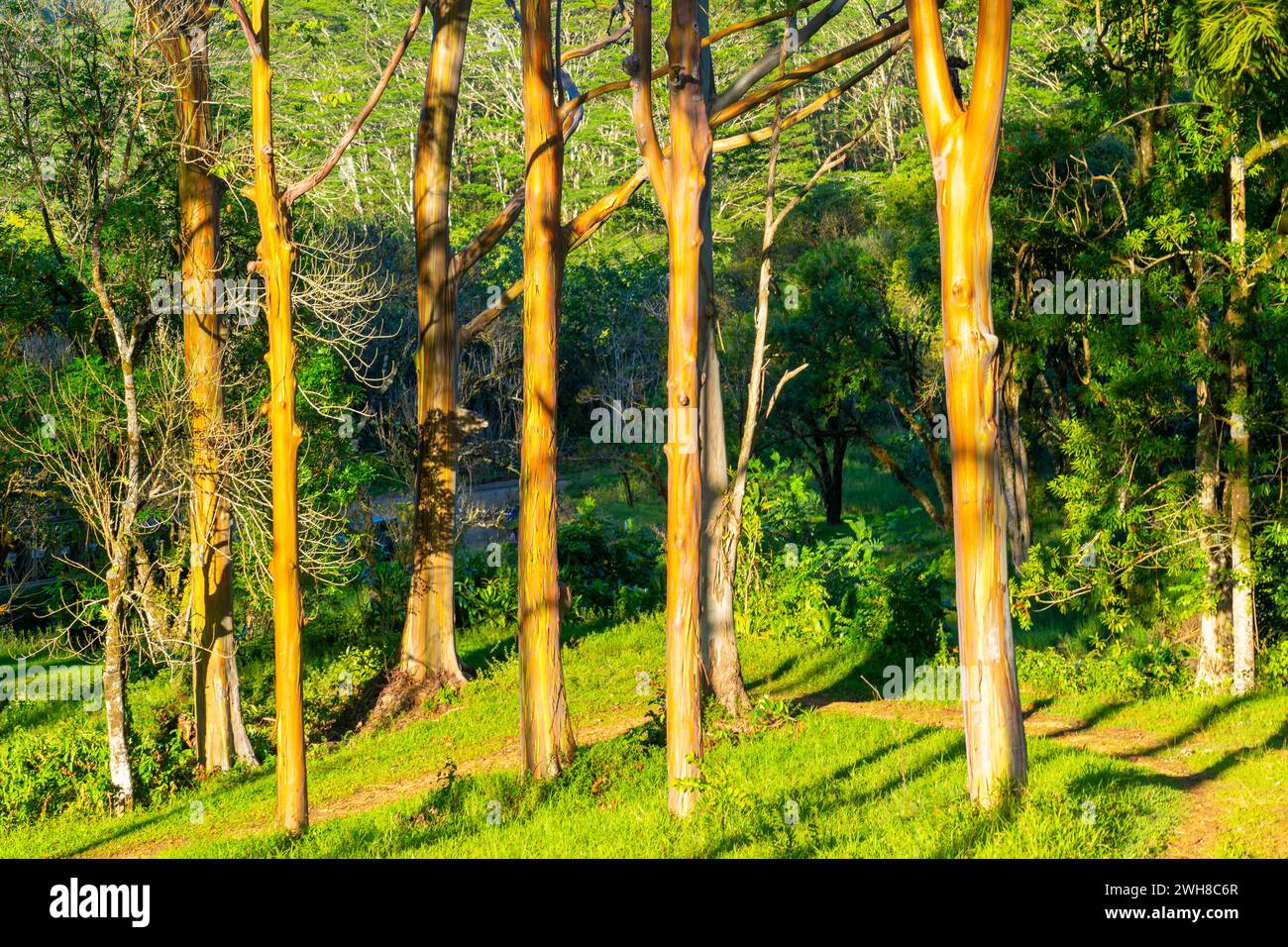Rainbow Eucalyptus trees at Keahua Arboretum near Kapa