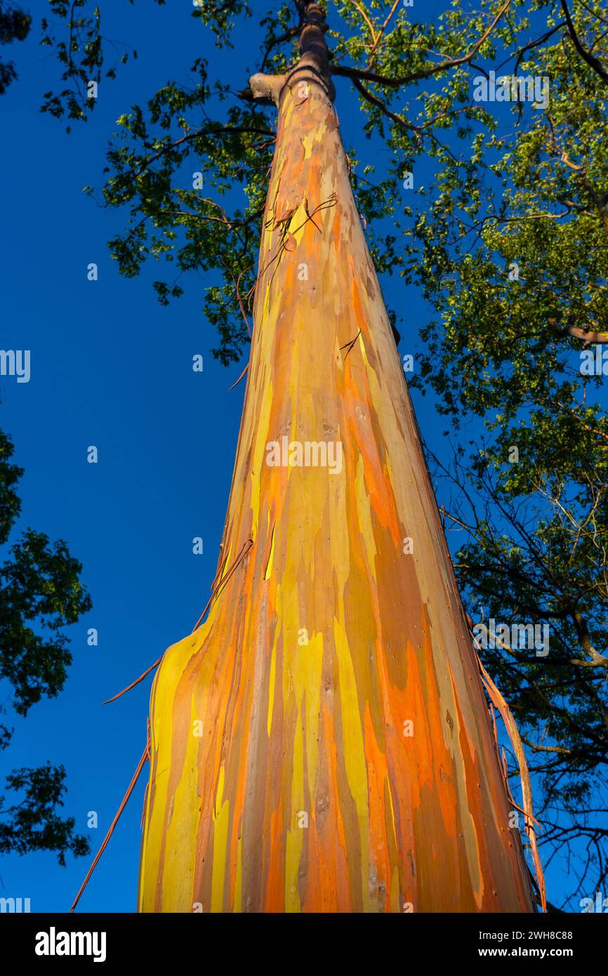 Rainbow Eucalyptus Trees At Keahua Arboretum Near Kapa a Kauai Hawaii 