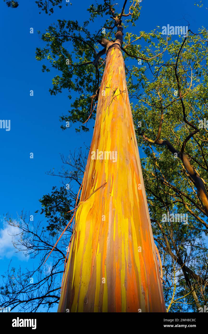 Rainbow Eucalyptus Trees At Keahua Arboretum Near Kapa a Kauai Hawaii 